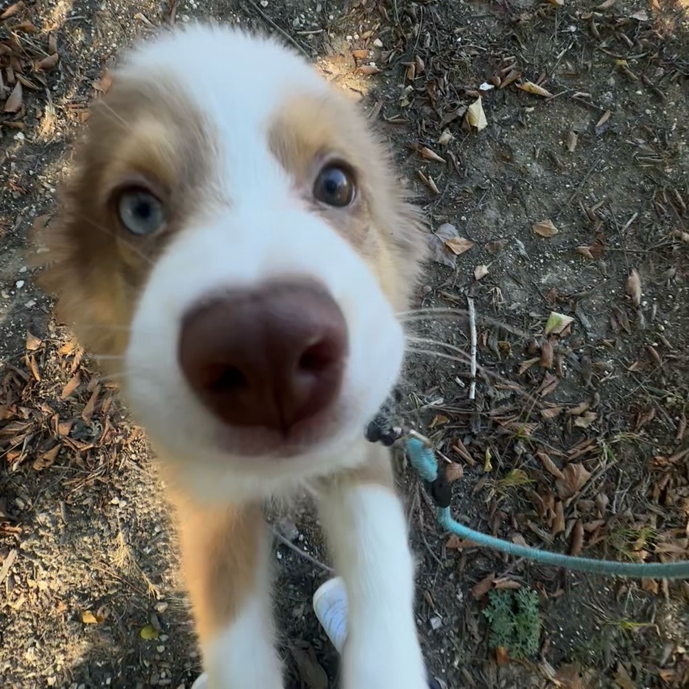 Meet your Posher, Anicah